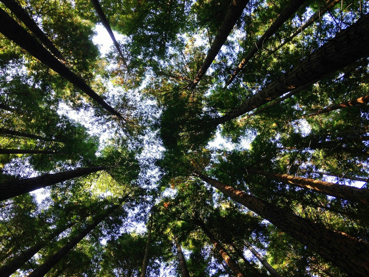 Foco na Sustentabilidade: Vantagens para Empreendimentos Rurais